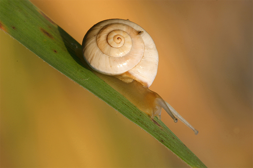 ...Lumachina All'Alba...!!!