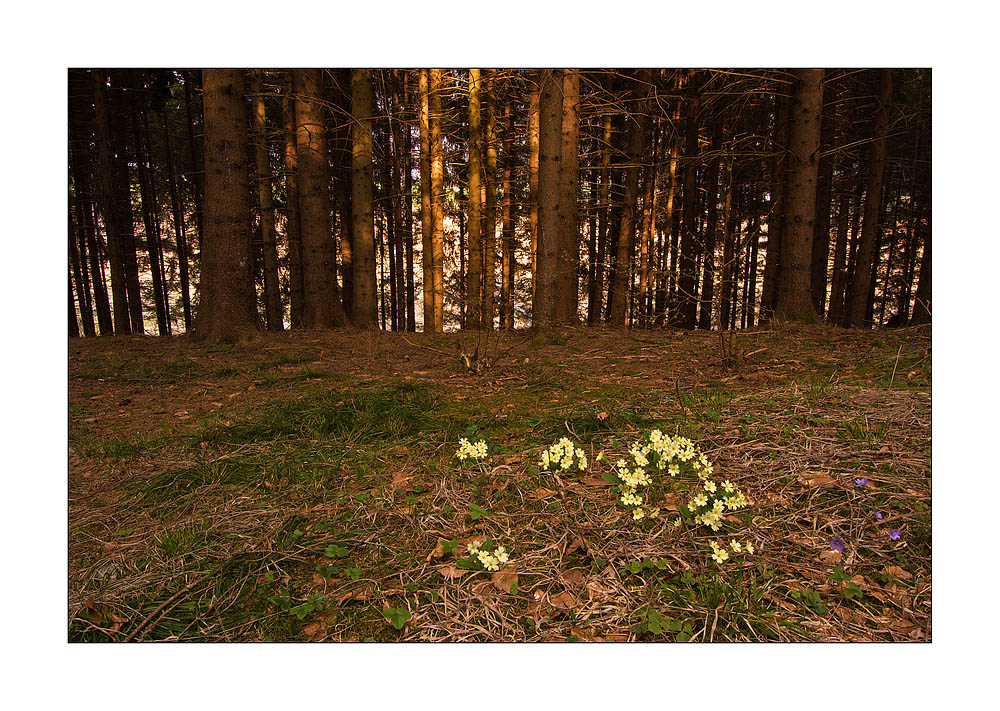 Meraviglie del Bosco