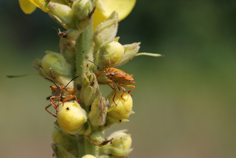 Coppia insetti arancio
