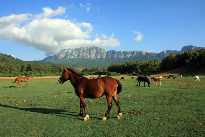 Cavalli e natura
