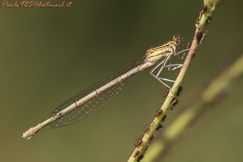 ...salve a tutti sono il nuovo inquilino...