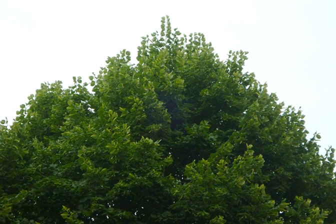 fatte con la mia panasonic dmc-fs7