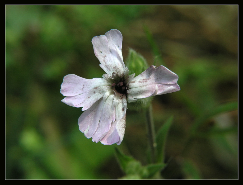 Nel bosco a mercari!