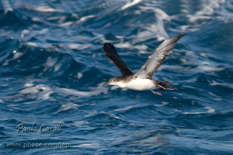 Berta filava.........