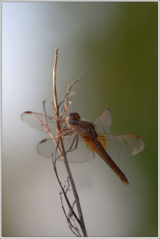 Dragonfly