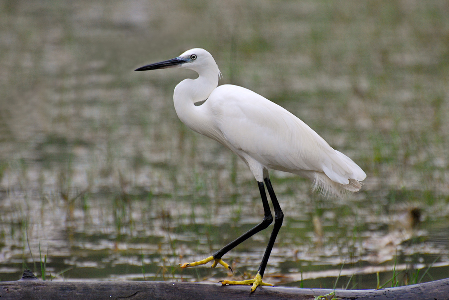 Il passo della garzetta