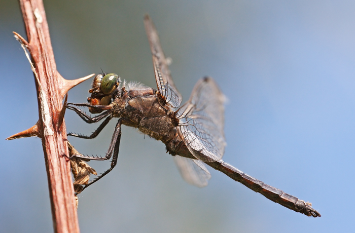 Libellula Deoressa con preda