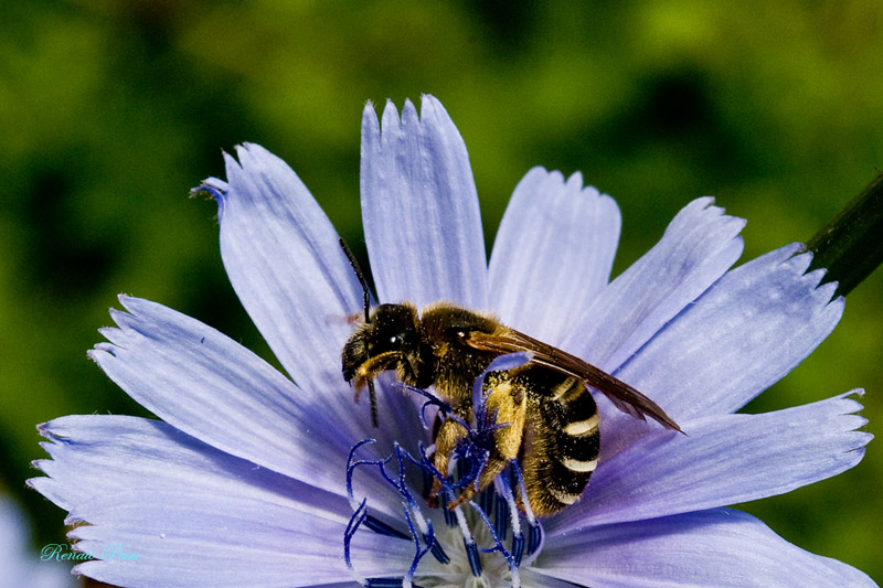 Chi vespa mangia la........cicoria