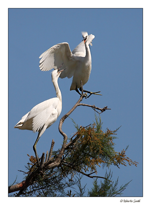 Lite in cima all' albero