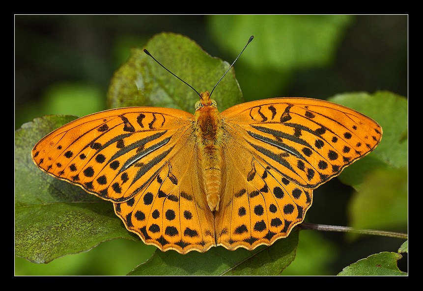 Argynnis paphia