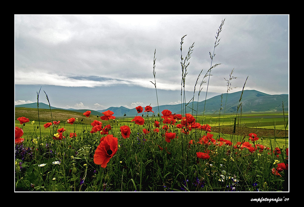 strana luce sui papaveri