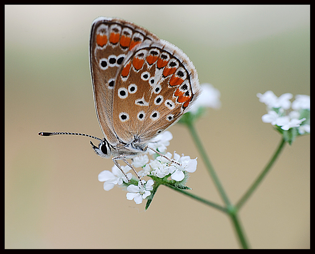 plebeyus argyrognomon.....