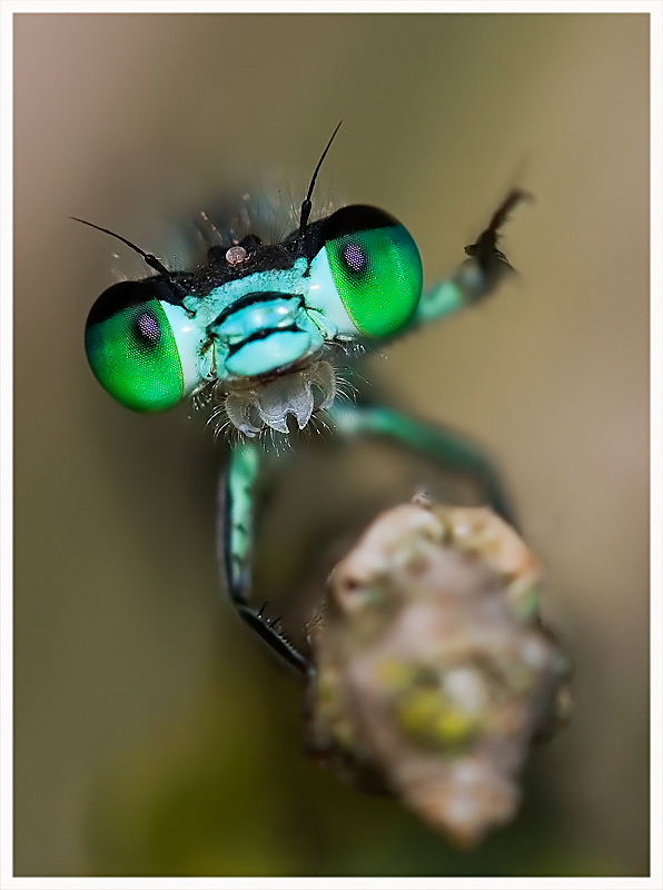 primo piano(damigella)