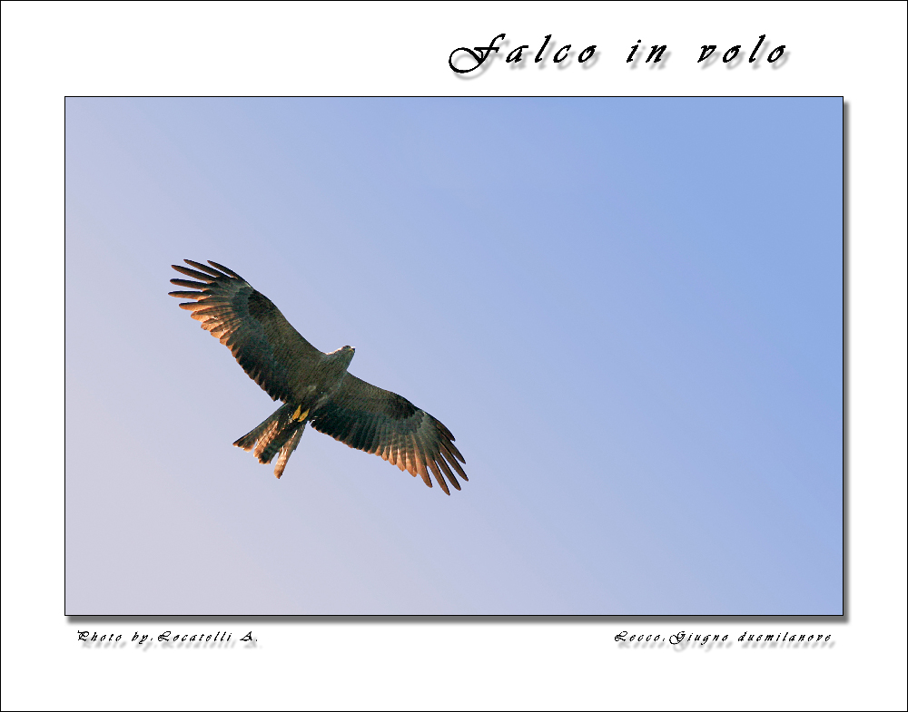 Falco
