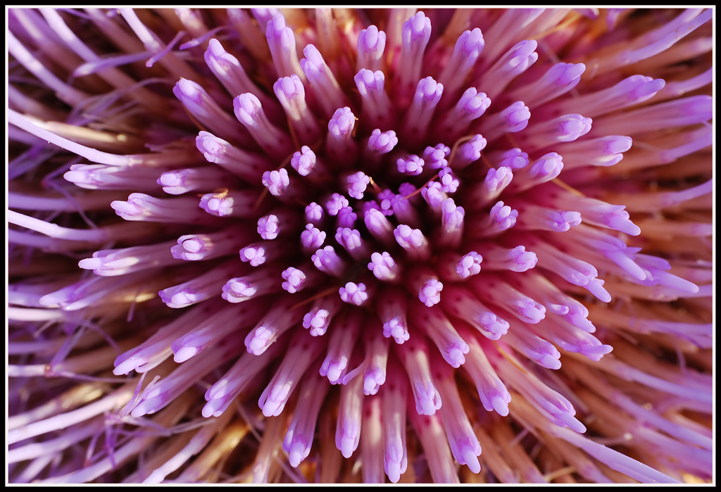 tentacoli di fiore...