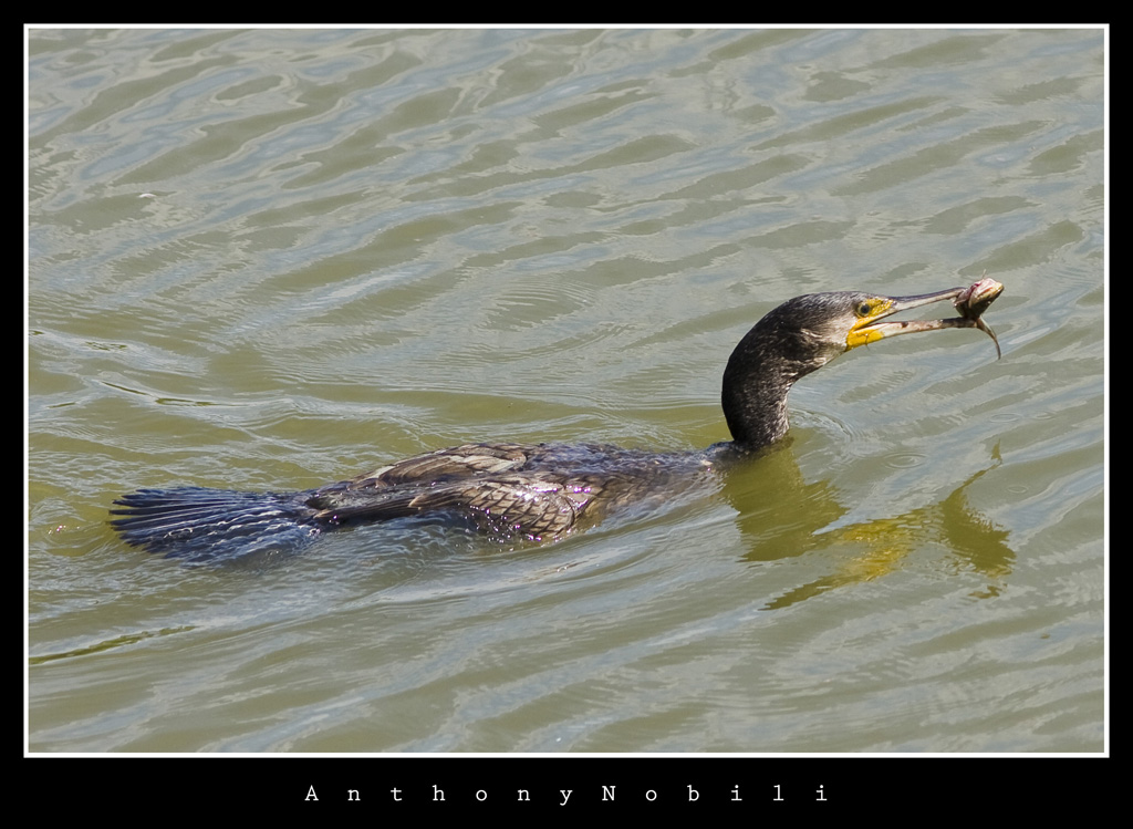 cormorano