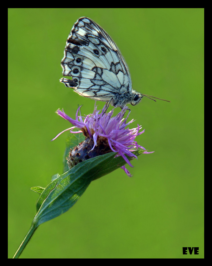 Melanargia galathea