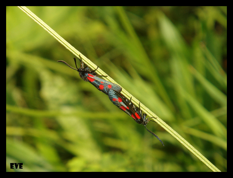 Zygaena filipendulae in accoppiamento