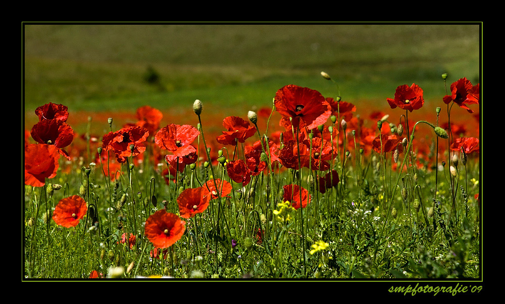 semplici papaver rhoeas