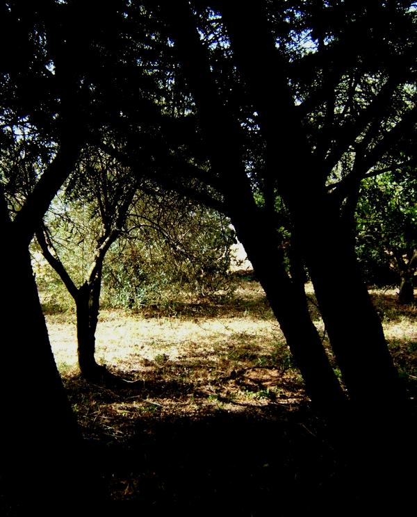 Christ' s metamorphosis