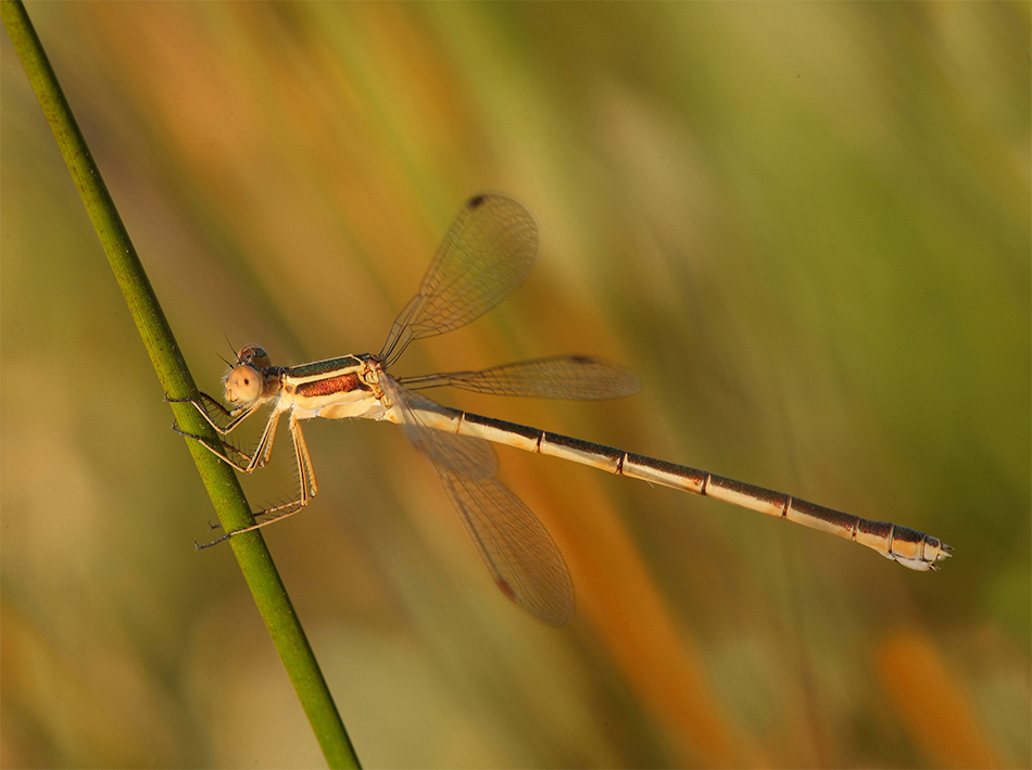 ...Sempre La Stessa...!!!