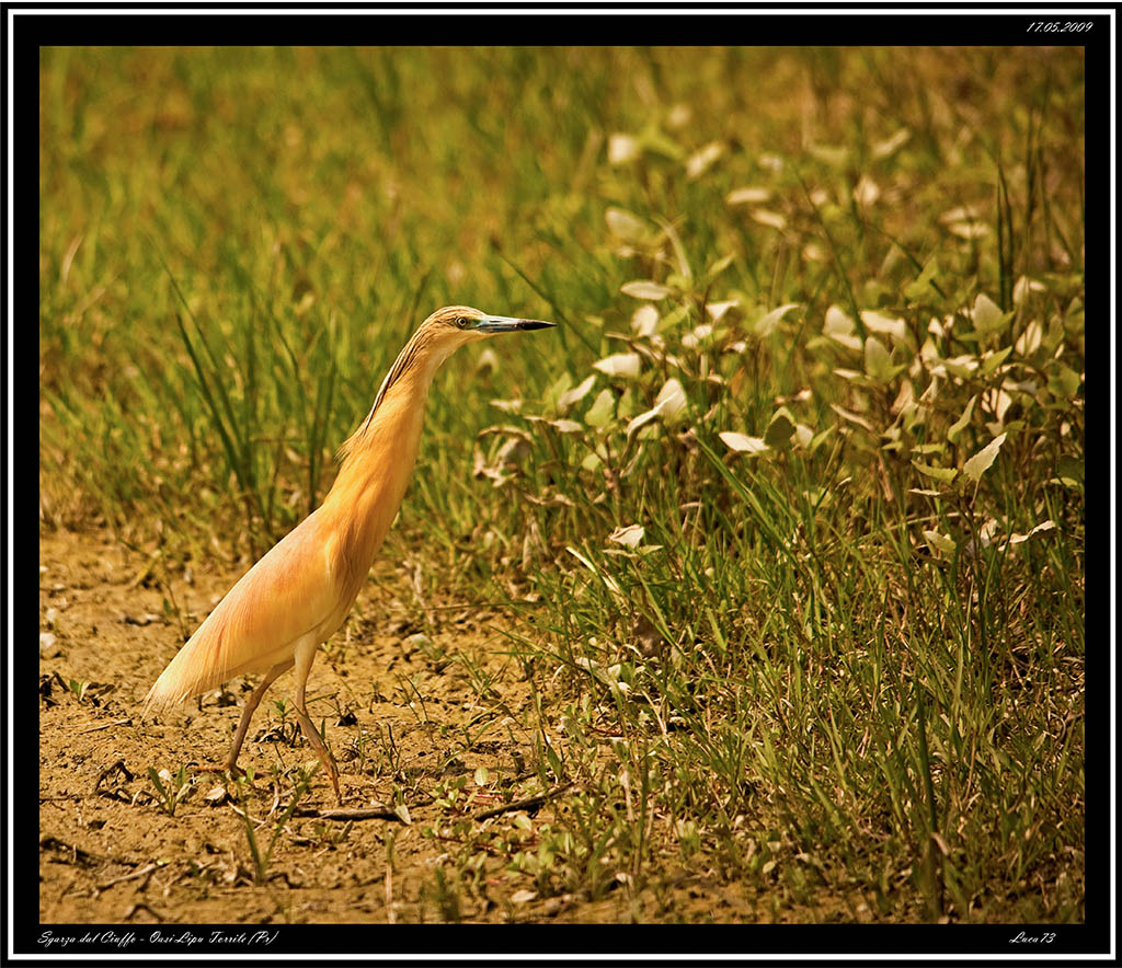 Sgarza dal Ciuffetto # 1
