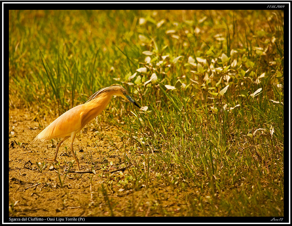 Sgarza dal Ciuffetto # 2