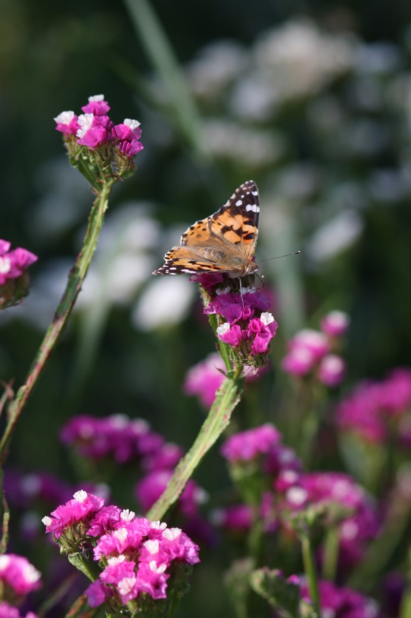 Una farfalla tra i fiori