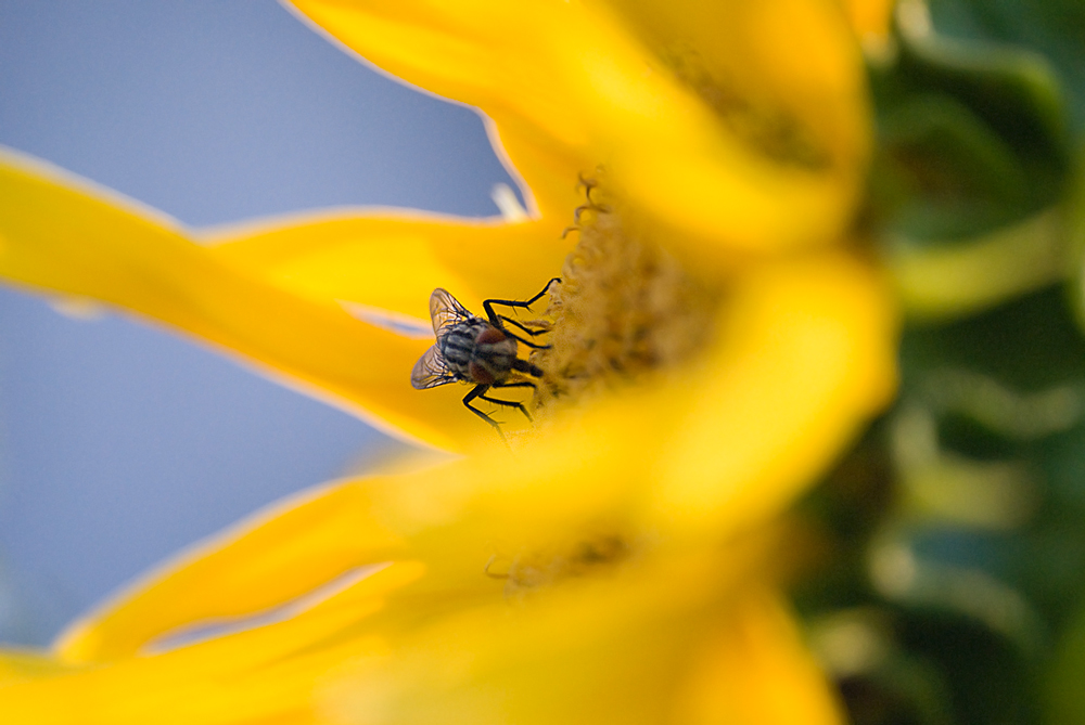 "rubo il pranzo al calabrone, non lo avvertite..."