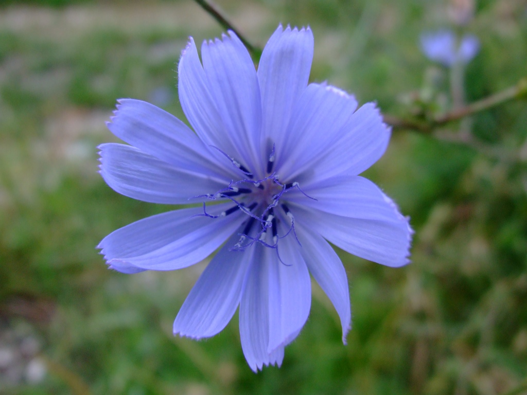 Fiore azzurro