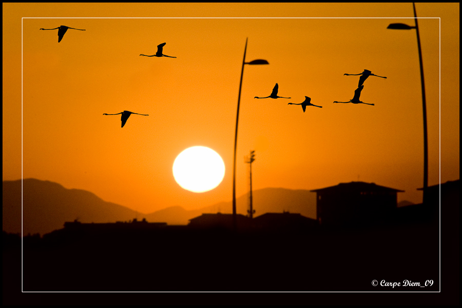 Migrazioni ... verso l'altrove ...