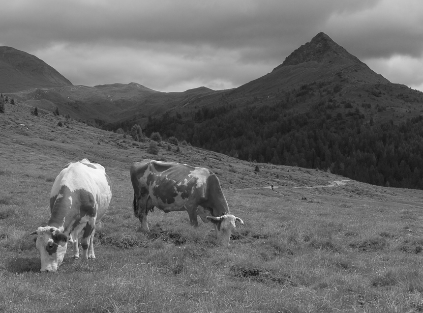 col quatern� - 2005