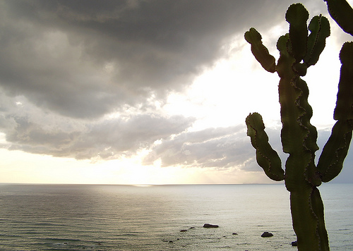 Anche i cactus hanno un'anima