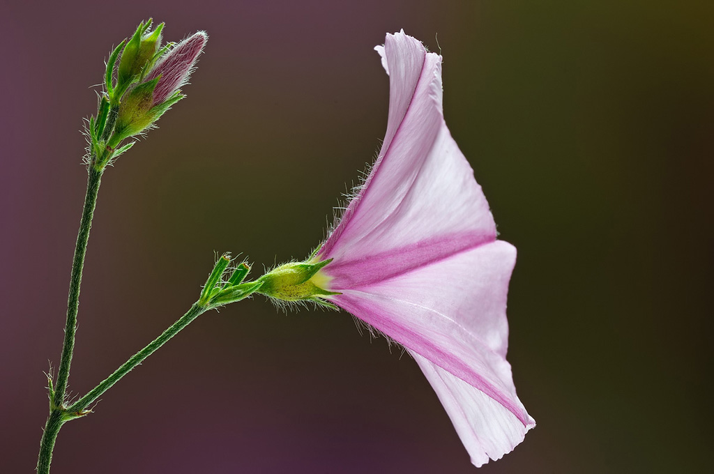 Come un orecchio teso a sovrumani silenzi