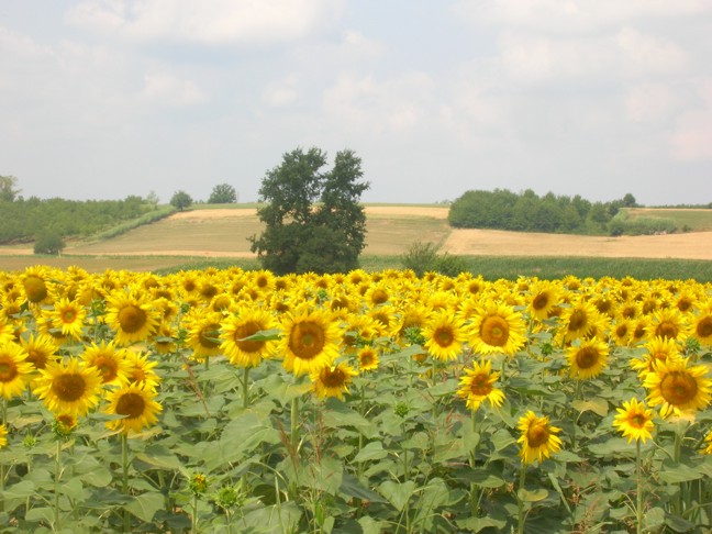 campo di girasoli