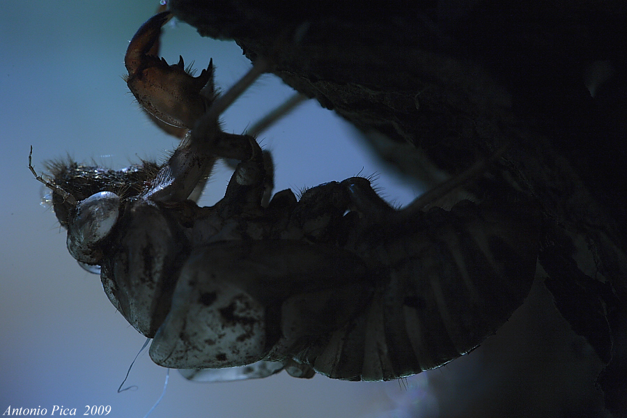 Involucro ninfale di una cicala