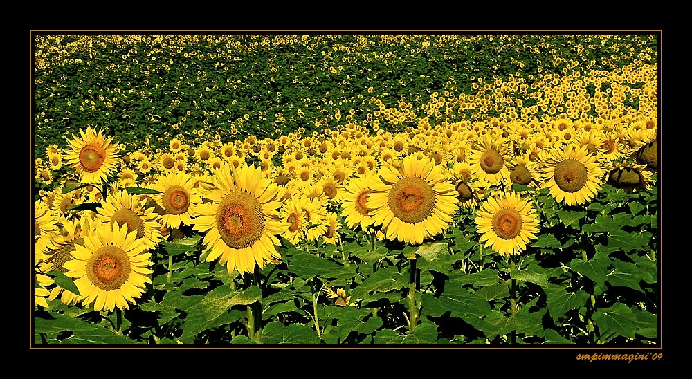 campo di girasoli