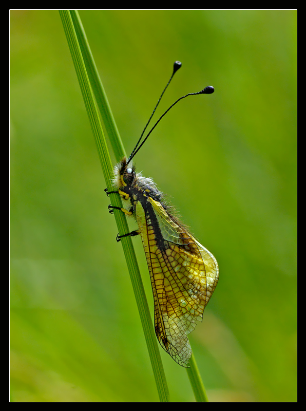 Booh. Come si chiama?