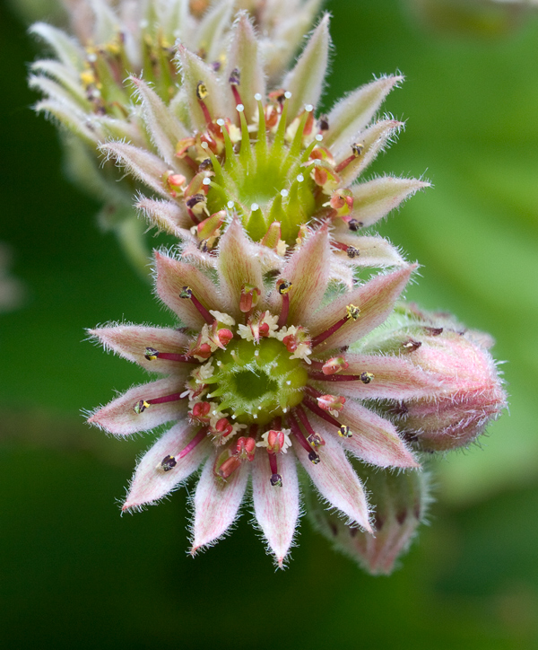 fiore di pianta grassa