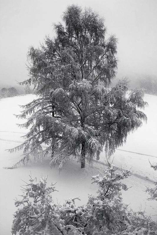 dopo una........tormenta di neve