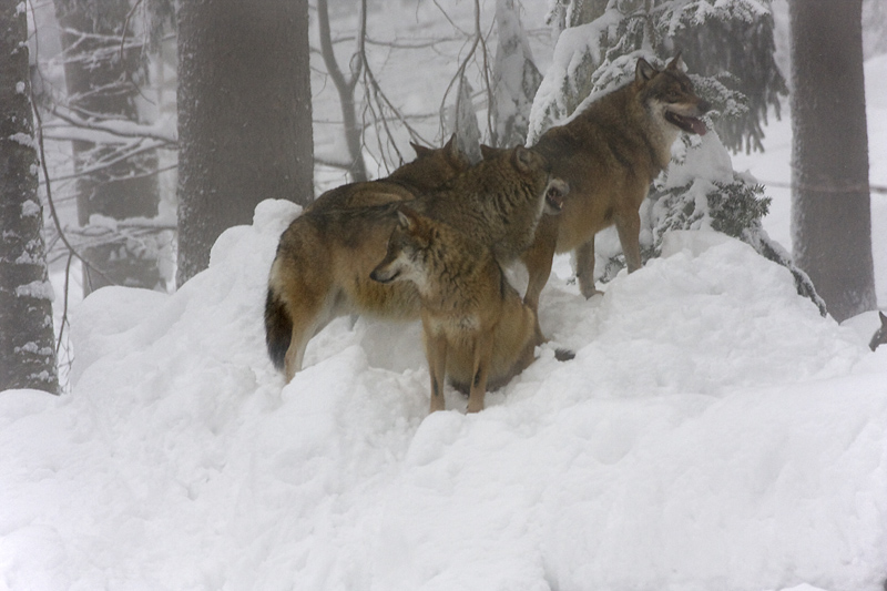 alfa due il capobranco
