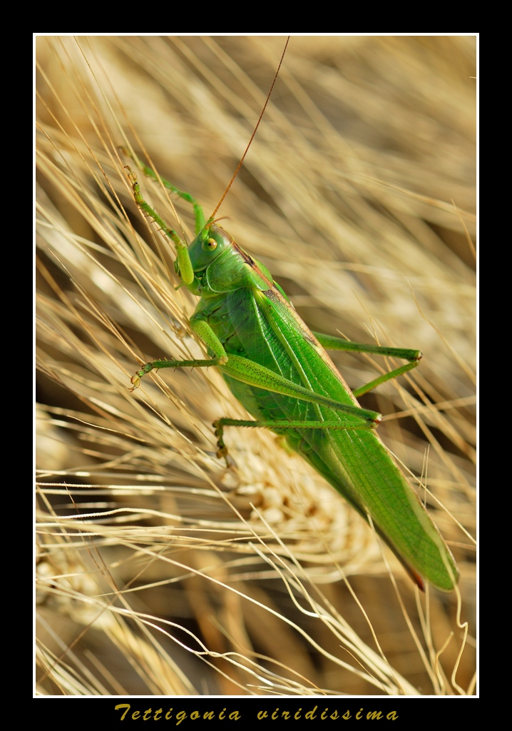 Tettigonia viridissima