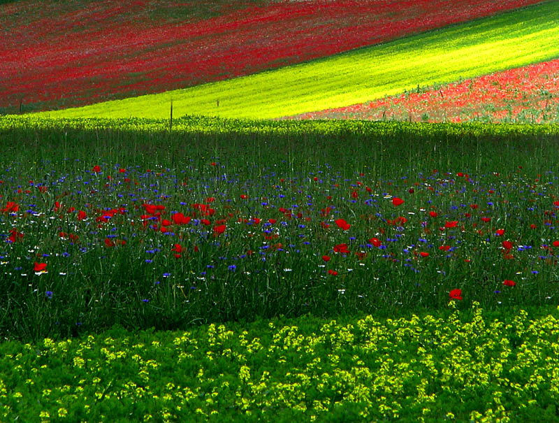 fiorituta a castelluccio