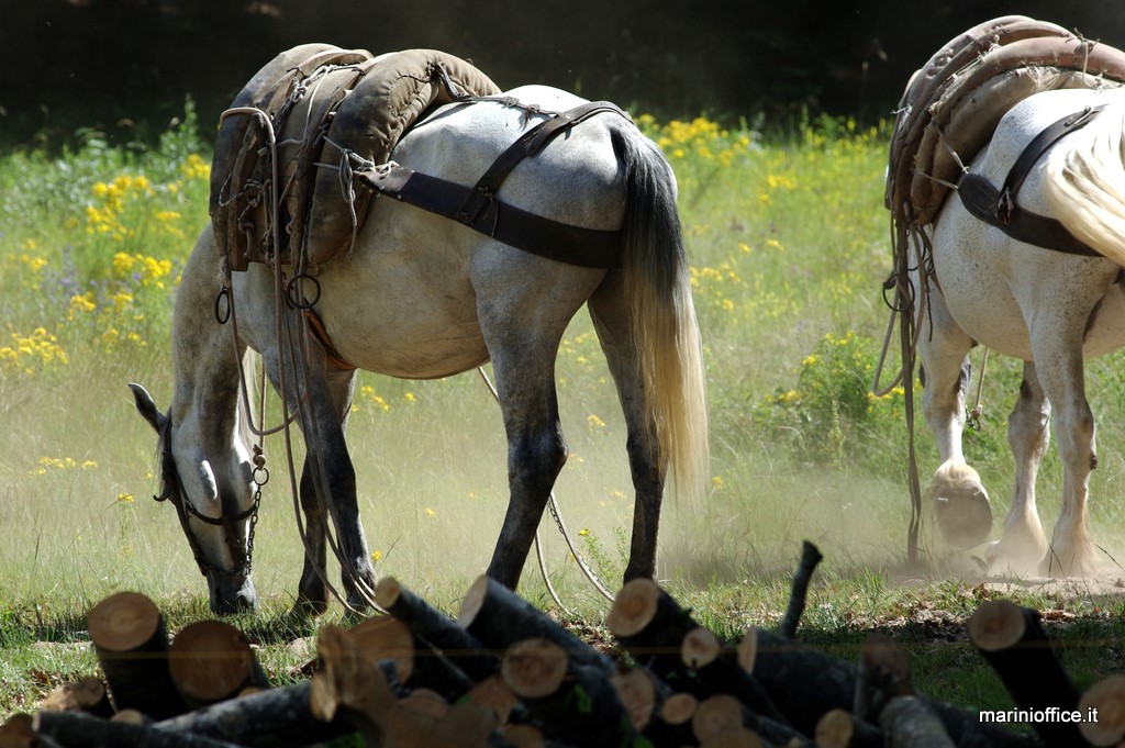 cavalli da lavoro sul M.Amiata