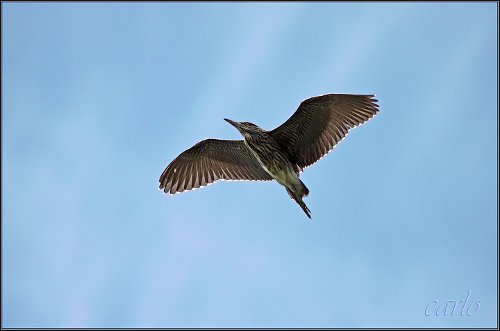 giovane di nitticora