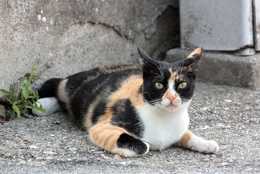 fidarsi o non fidarsi?