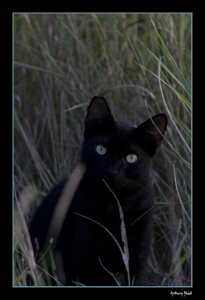 amico di giornata..,