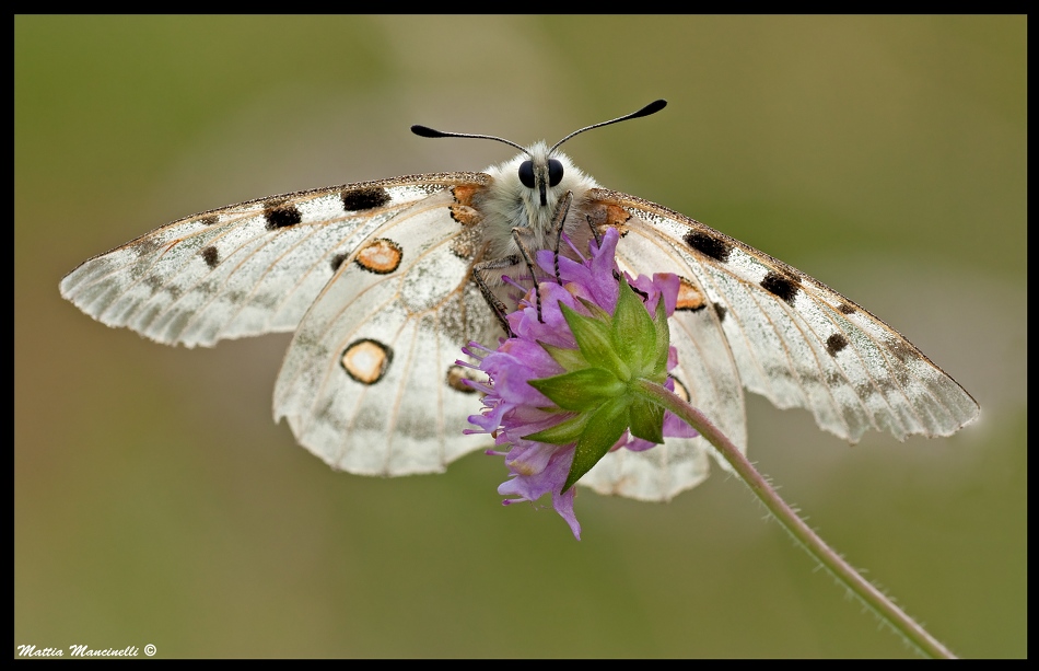 Pelliccia di montagna