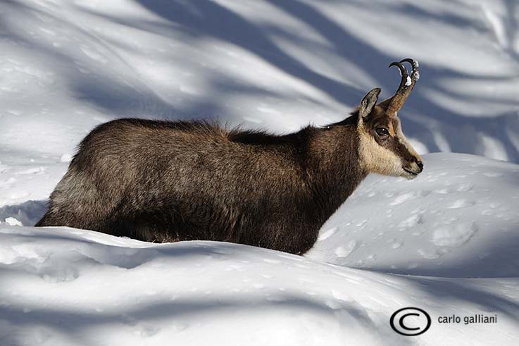 Camoscio invernale