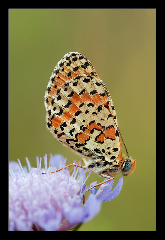 Melitaea didyma
